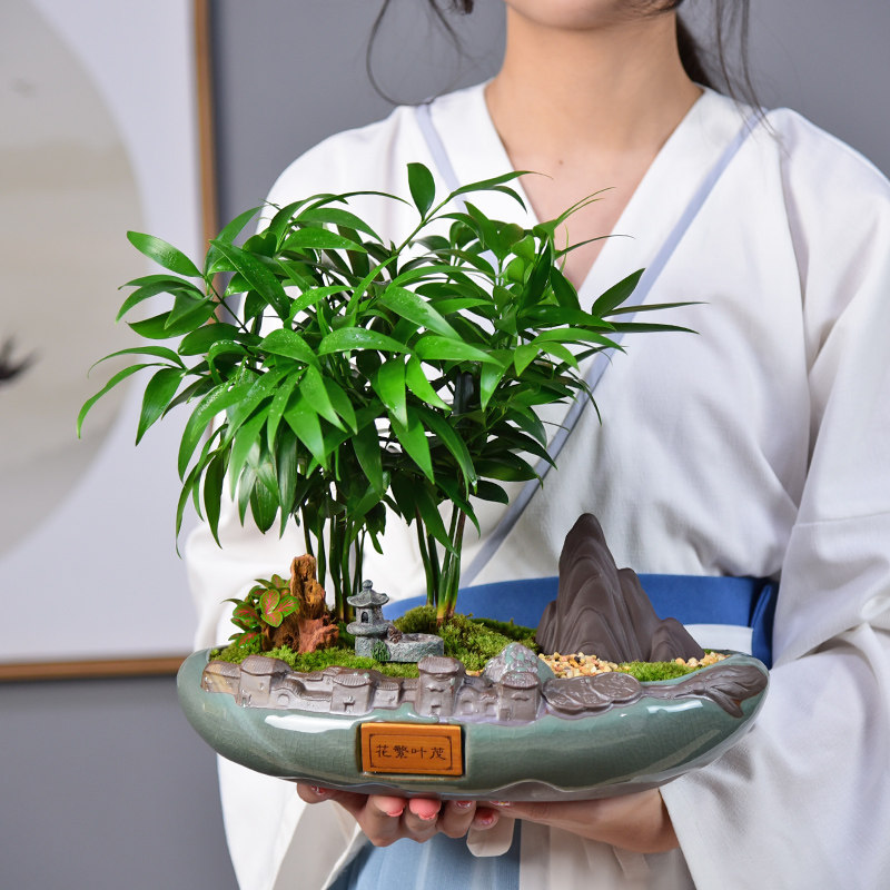 自然空间旗舰店的优惠券大全—竹柏平安竹子盆栽植物客厅办公室内桌面