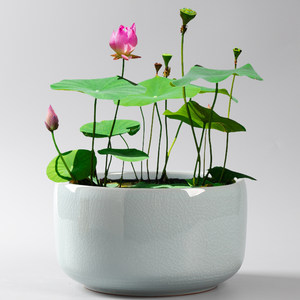 金鱼莲花盆图片