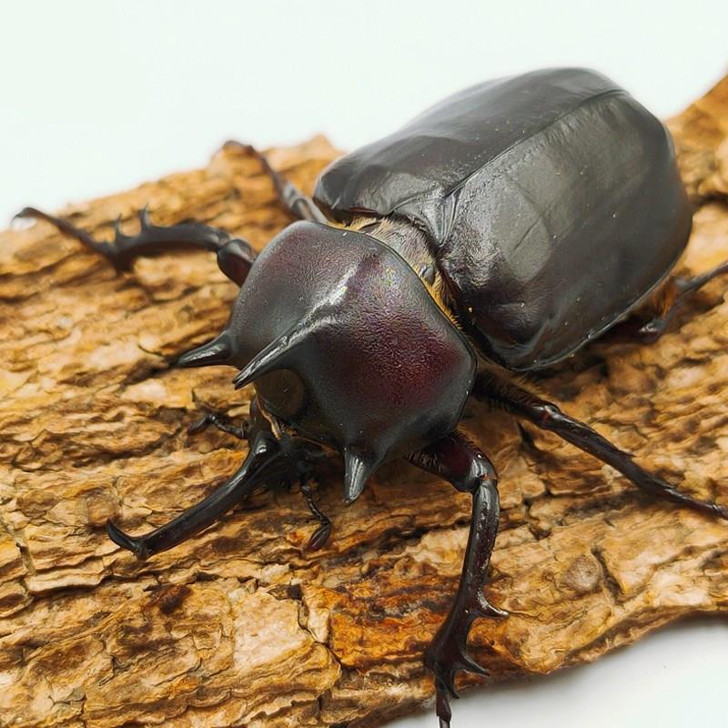 独兜角仙体甲虫宠物成虫幼虫姬爬虫巨型虫超大个g8djw_16兜花金龟