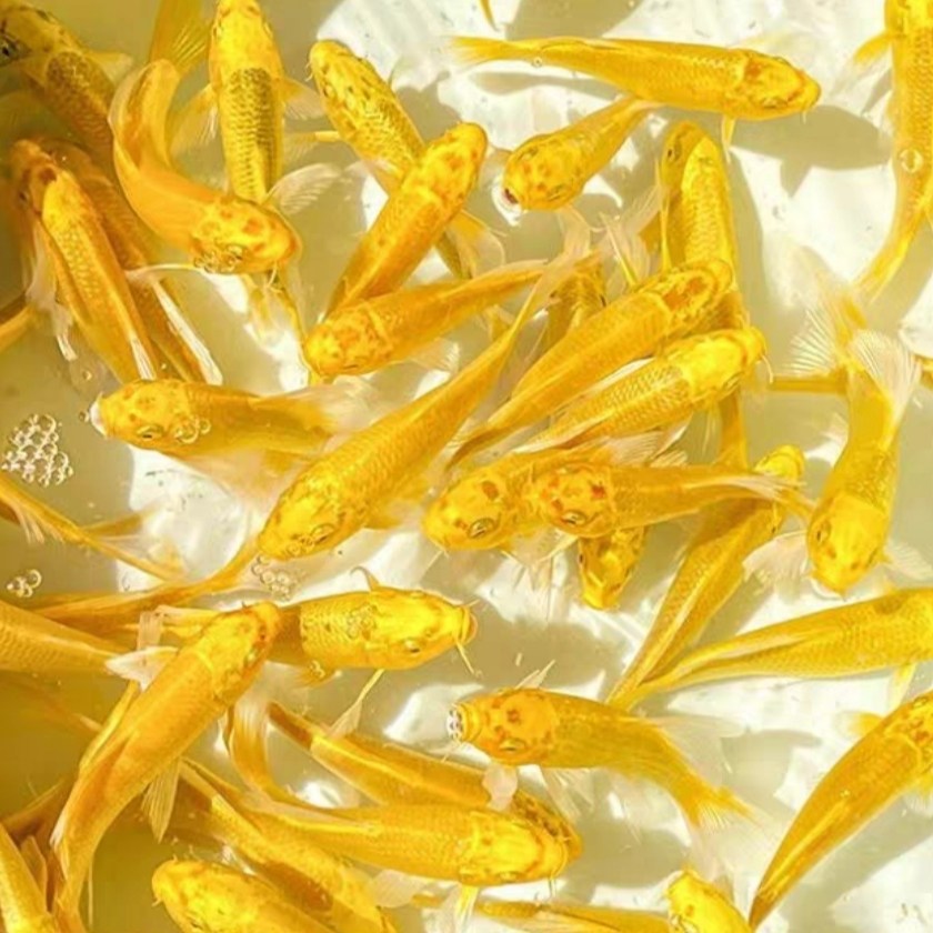 家养鱼耐活好养小鱼黄金锦鲤观赏鱼招财鱼淡水冷水锦鲤鱼龙凤鱼苗