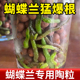 陶粒垫底蝴蝶兰专用营养土养花专用鱼缸水培透气回填花盆铺面石