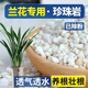 兰花专用珍珠岩大颗粒蝴蝶兰养花植料膨胀珍珠岩硬质园艺营养土