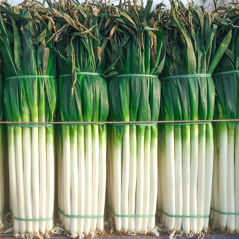 山东大葱新鲜5斤蔬菜东北铁杆10号香葱吃货包邮蘸酱铁杆助农产品