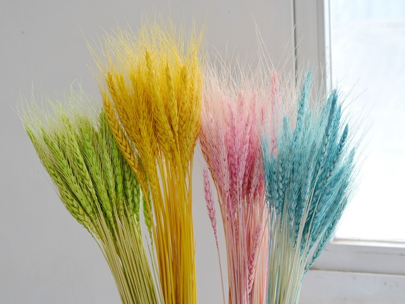 天然麦穗干花开业大麦田园装饰礼品拍摄道具干花真花麦子小麦花束