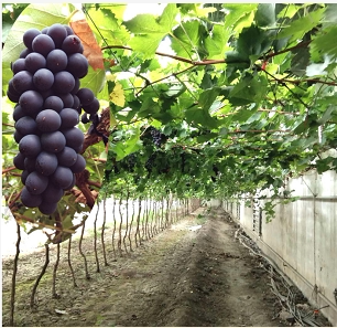 【汉沽价格】2019最新汉沽批发报价|图片|多少