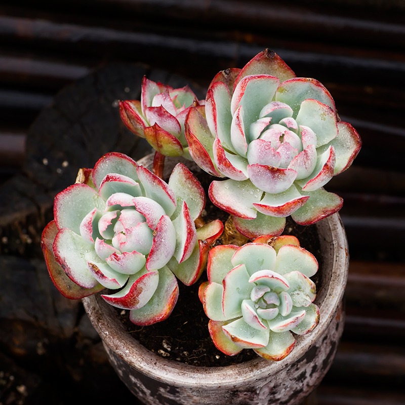 西童阿美星多肉植物群生整装控养老桩系列云南精品