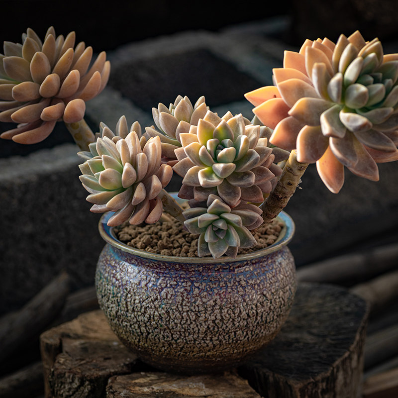 西童淡雪紫雾多肉幽灵公主妖娆桩超大精品老桩整桩带崽植物包邮 - 西