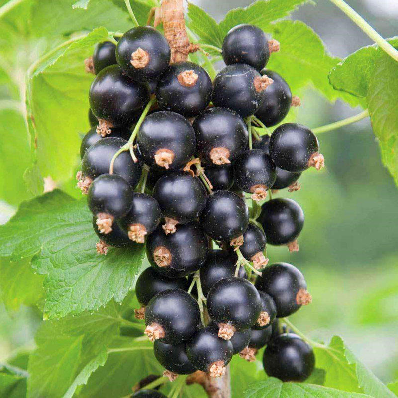 东北黑豆果大额优惠券