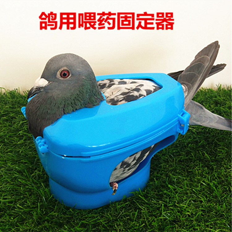 包邮 鸽子固定器看鸽眼赛鸽喂药器信鸽幼鸽喂食器鸟用品鸽子用具拍眼