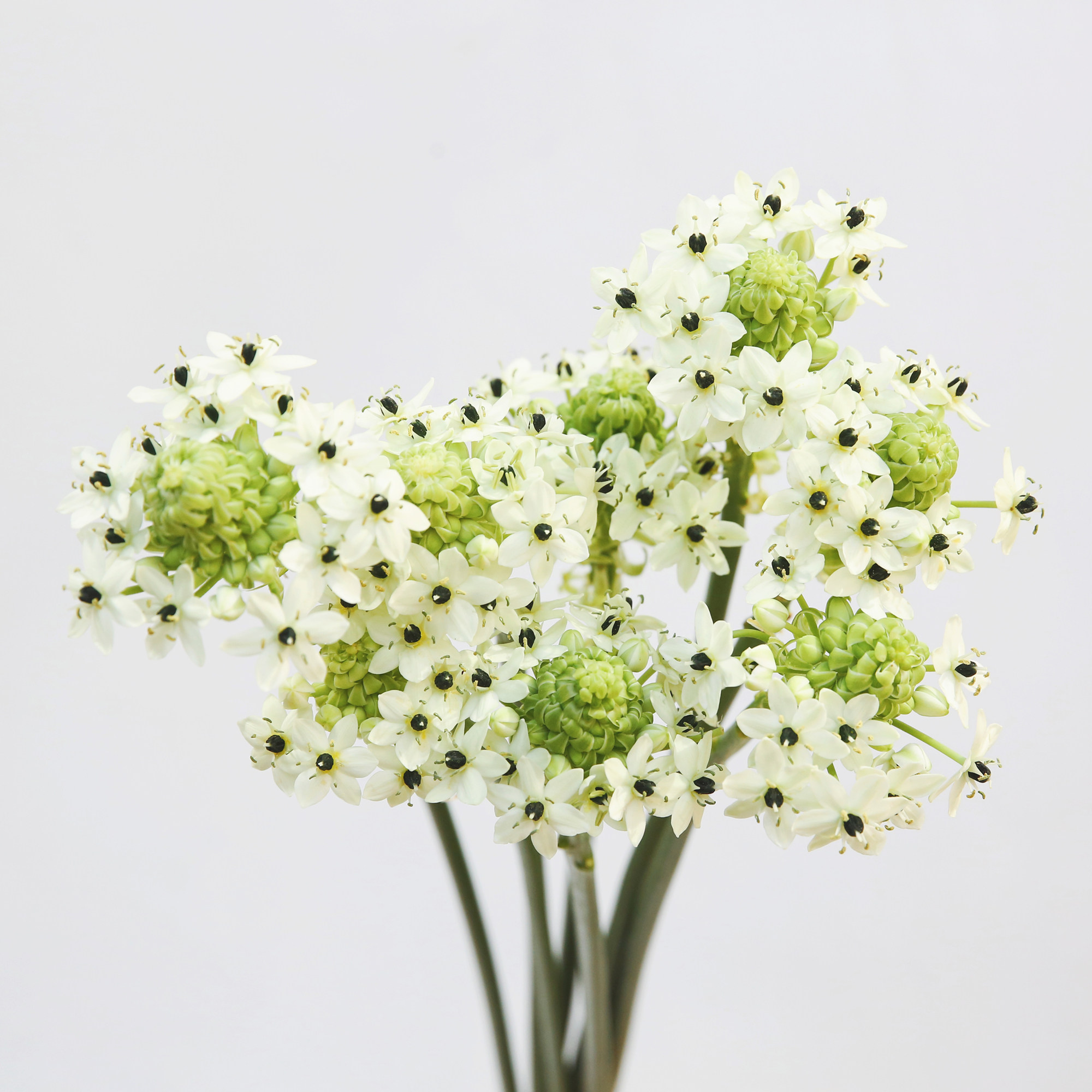 绣球花鲜花批发