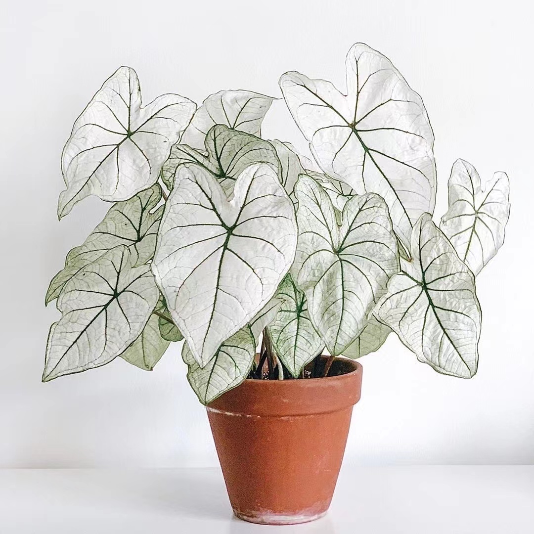 白色恋人彩叶芋水培植物小绿植室内办公室桌面甜心皇后竹芋小盆栽