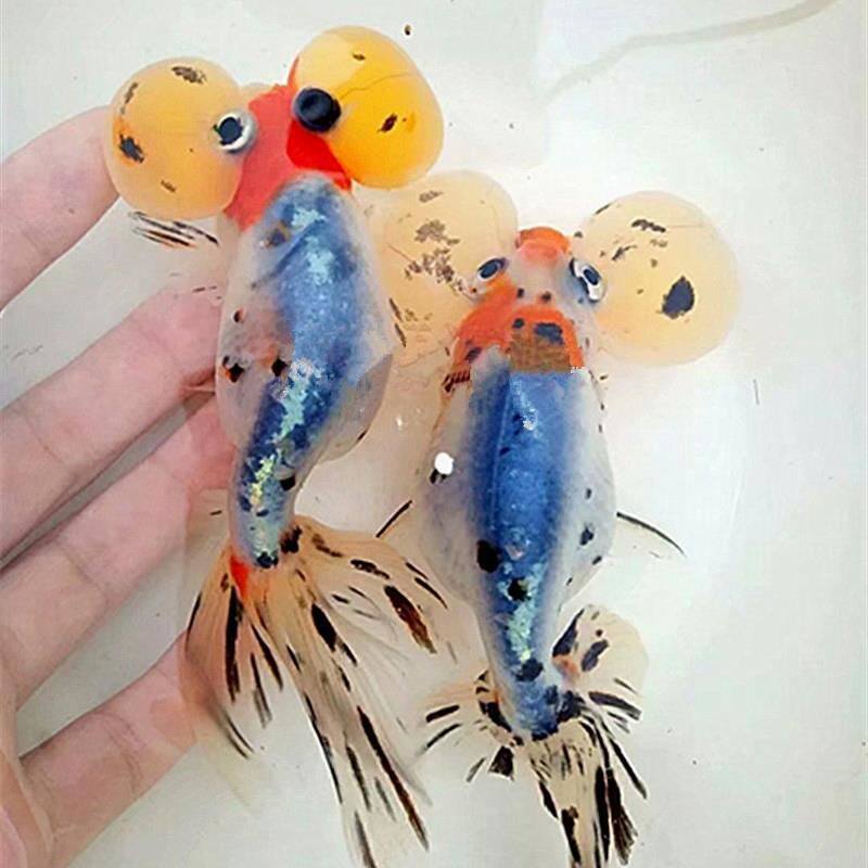 小金鱼活鱼易养