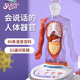 人体可拆卸解剖模型内脏心脏人体器官结构模型仿真医学身体的玩具