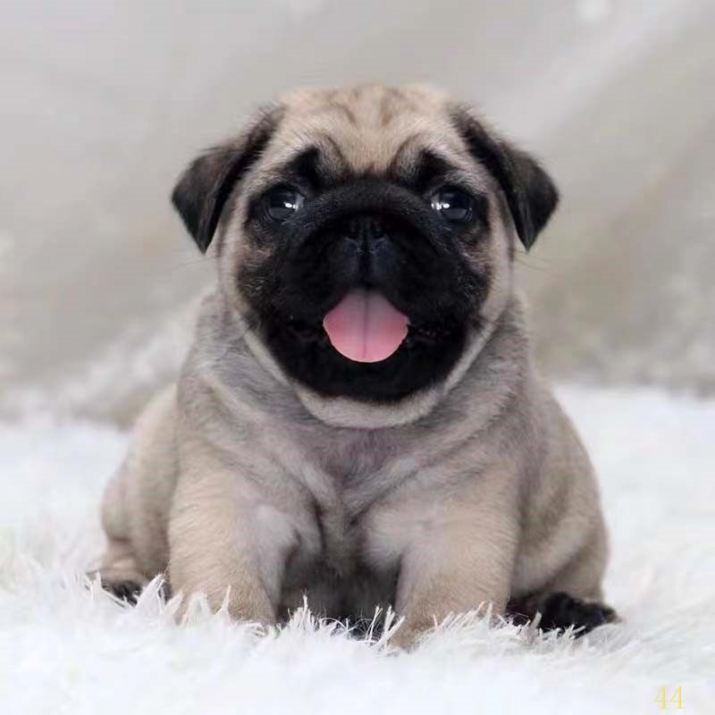 巴哥沈阳犬幼纯种活体哈巴小型犬小短腿斗牛狗狗