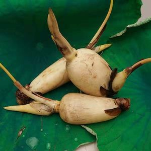 莲藕藕种藕根高产图片