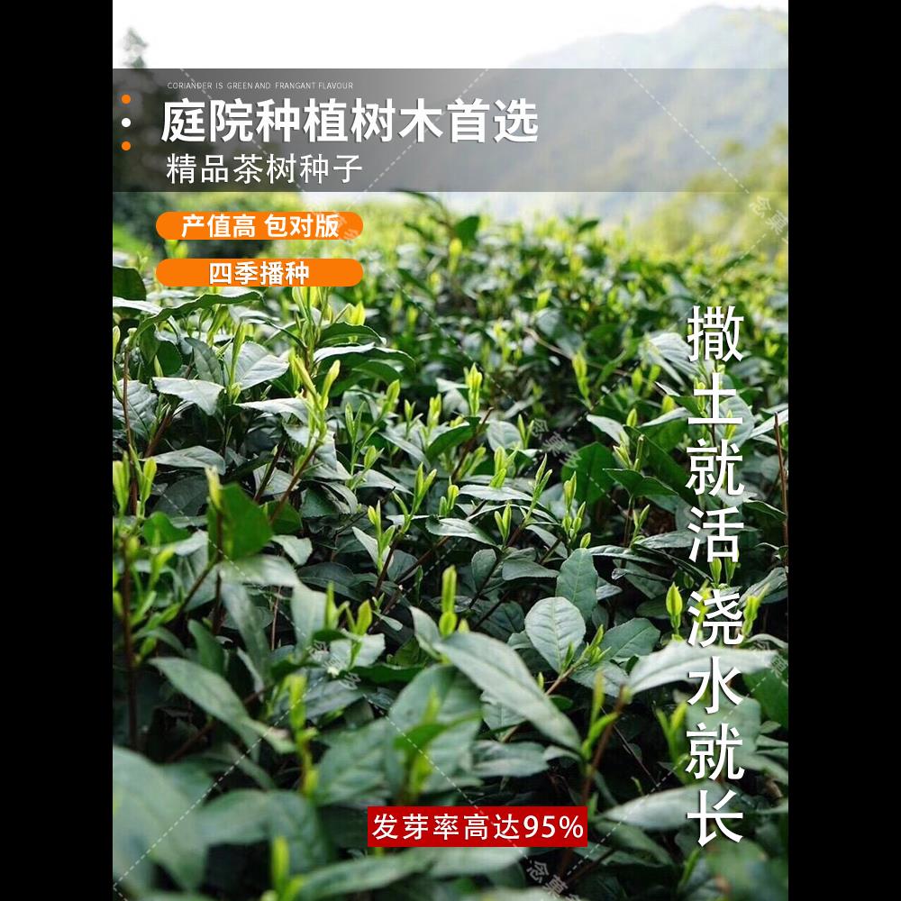 绿茶种子 特早茶种子耐寒茶叶种子 茶树籽 各种茶叶种子 播种种籽