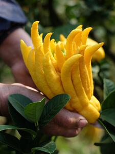 金华佛手果香橼小佛手鲜果佛手柑新鲜金佛手果观赏清供带枝水养.