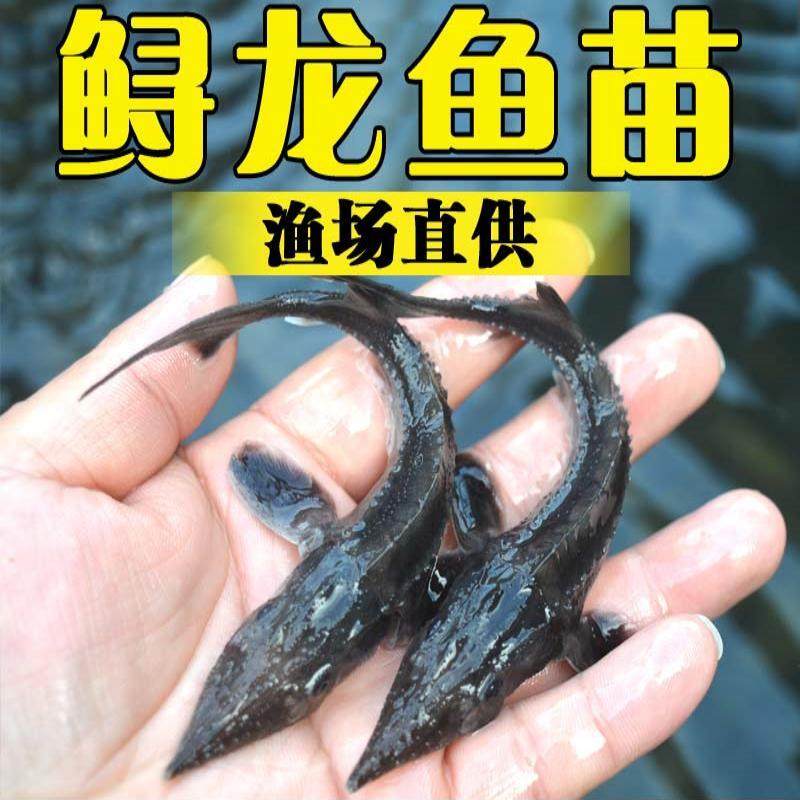 鲟鱼鱼苗淡水养殖食用好养活体中华鱼缸清道夫冷水观赏鱼鲟龙鱼苗