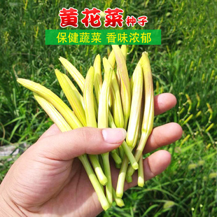 【黄花菜种子】四季播种野菜种籽金针菜天然补脑菜安神菜蔬菜种子