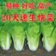 快菜种子20天四季速生耐热耐湿蔬菜种子大小白菜菜种子杂交种子