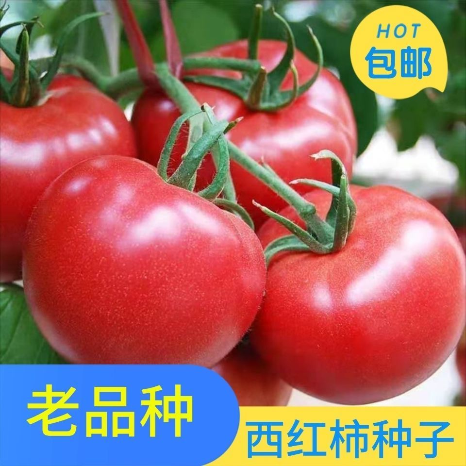 老品种西红柿种子高产非转基因阳台盆
