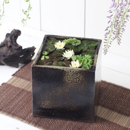 微型睡莲还会开花养水池小盆让鱼缸水草颜值爆