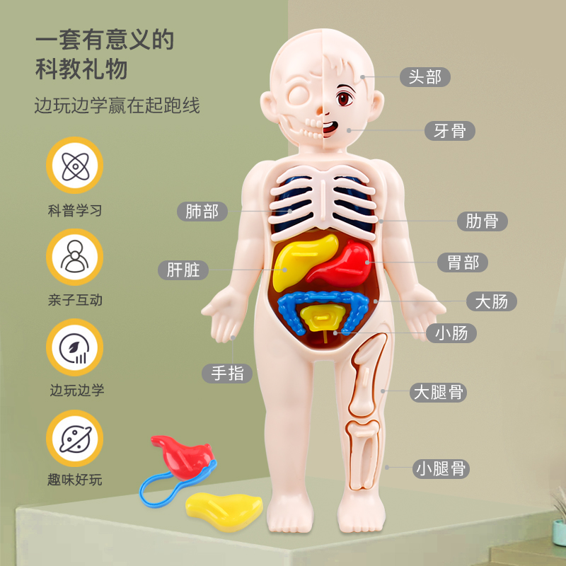 人体模型儿童玩具医学仿真器官结构解剖构造科普启蒙益智男孩DIY