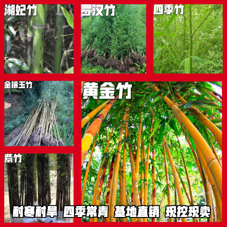 竹子苗庭院四季常青北方耐寒大型家养名贵植物金镶玉黄金粗竹盆栽