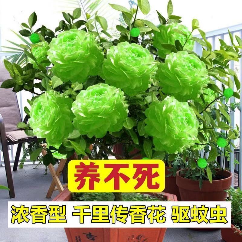 【浓香驱蚊虫】新品大花四季开花好养易活水养花卉耐寒重瓣大花苗