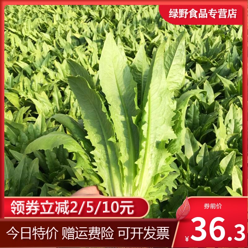 油麦菜5斤包邮新鲜农家蔬菜叶菜类莜麦菜牛俐生菜苦麦菜青菜净菜