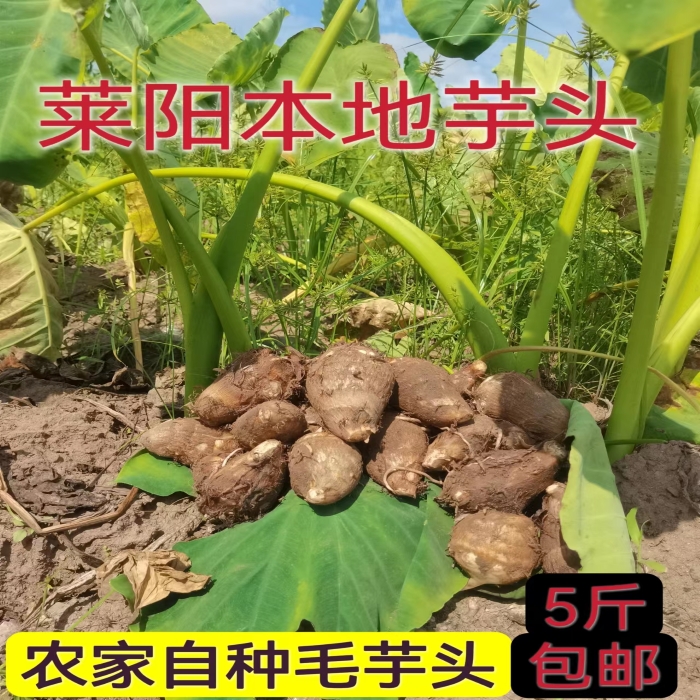 2023年现挖芋头山东芋头莱阳毛芋头软糯好吃新鲜农产品芋艿小芋圆