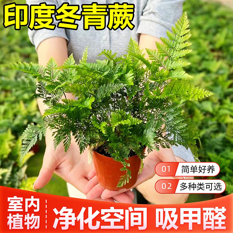 印度冬青蕨盆栽狼尾蕨苗吉姆蕨银线蕨