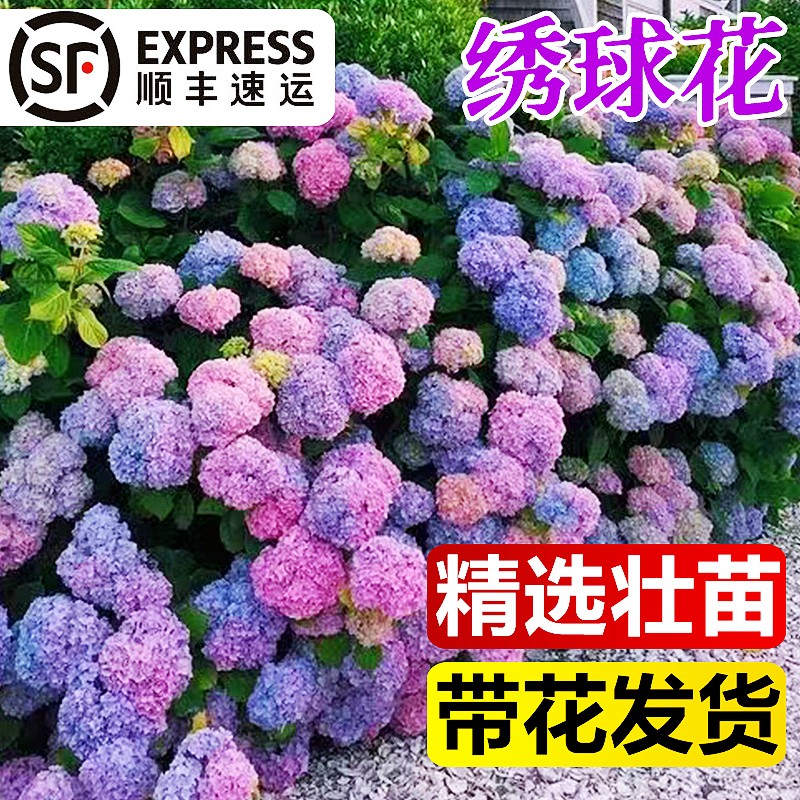 绣球花苗无尽夏四季开花绣球花盆栽带