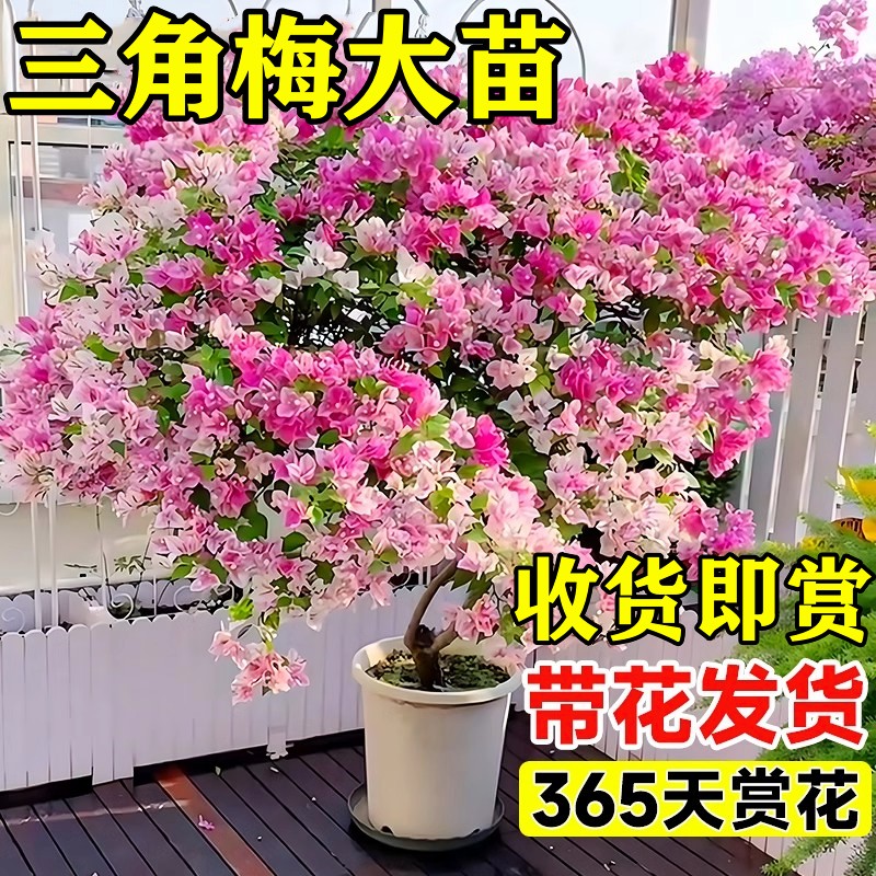 三角梅花树苗盆栽带花老桩特大苗漳红