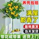 香水柠檬树盆栽带果四季可食用旺宅绿植室内大型植物客厅网红树苗