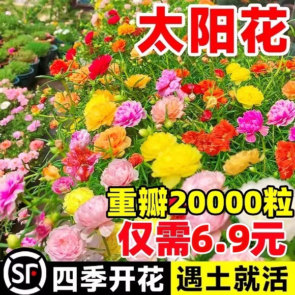 重瓣太阳花花种籽子除虫菊花籽室内外花卉植物四季播种开野花组合