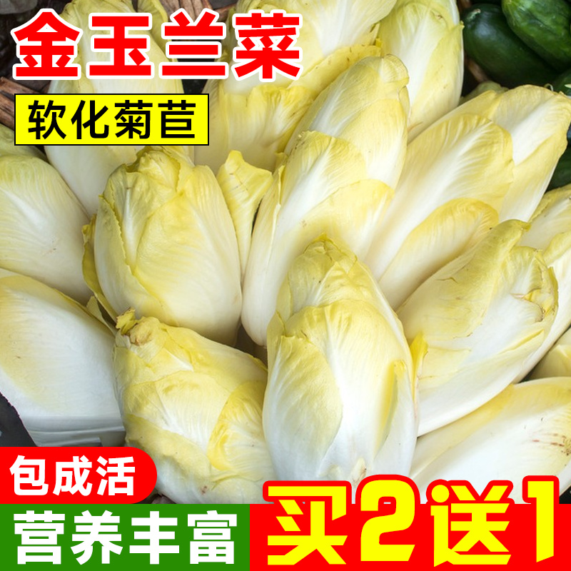 金玉兰菜种籽软化紫菊苣根苗新鲜生菜