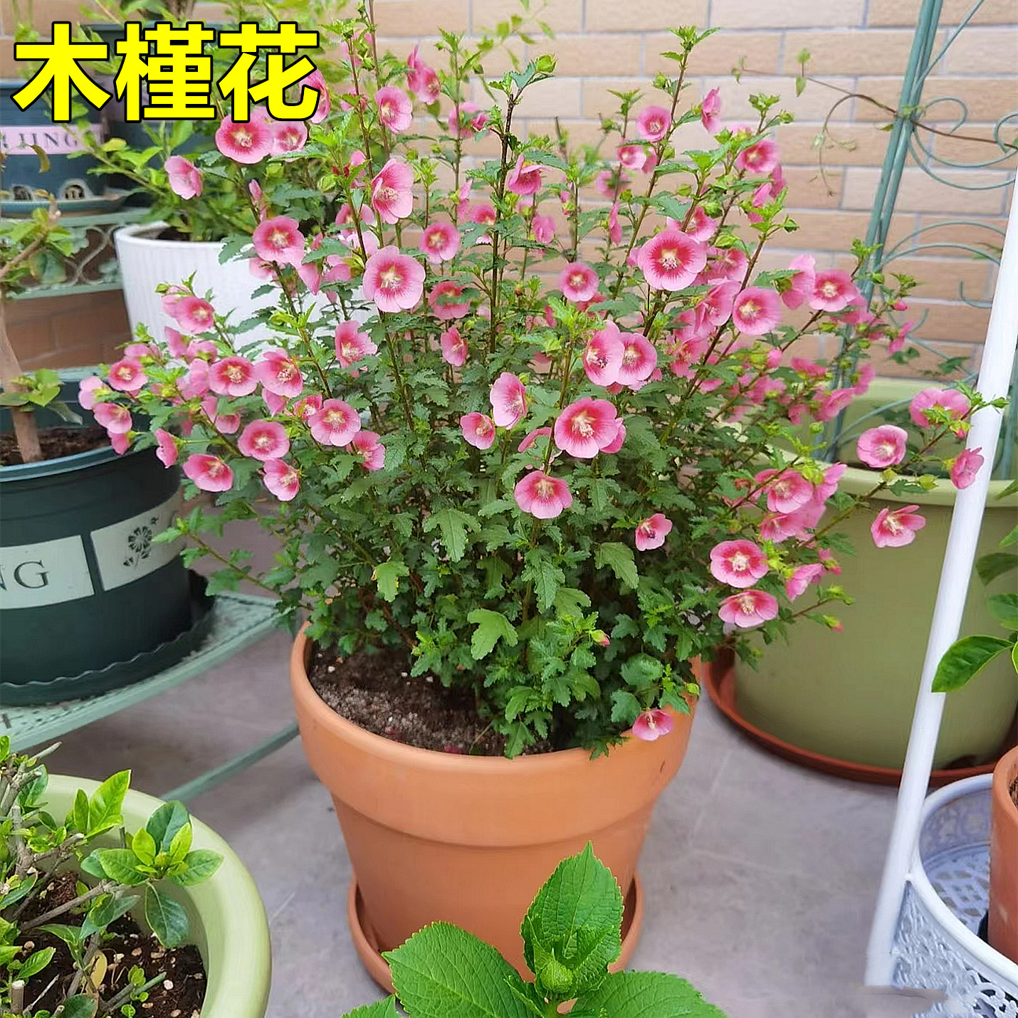 小木槿花卉盆栽棒棒糖耐寒耐热庭院室