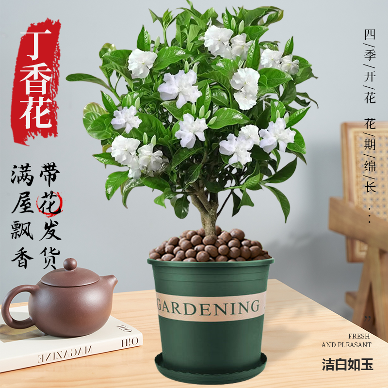 丁香花树苗水晶茉莉狗牙花带花易活花