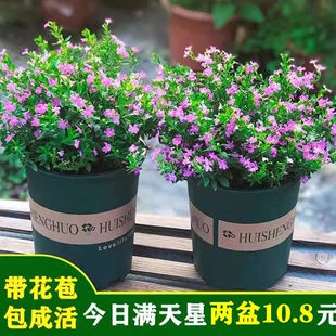 满天星盆栽四季开花室内客厅带盆栽好养带花苞发货观花植物常绿