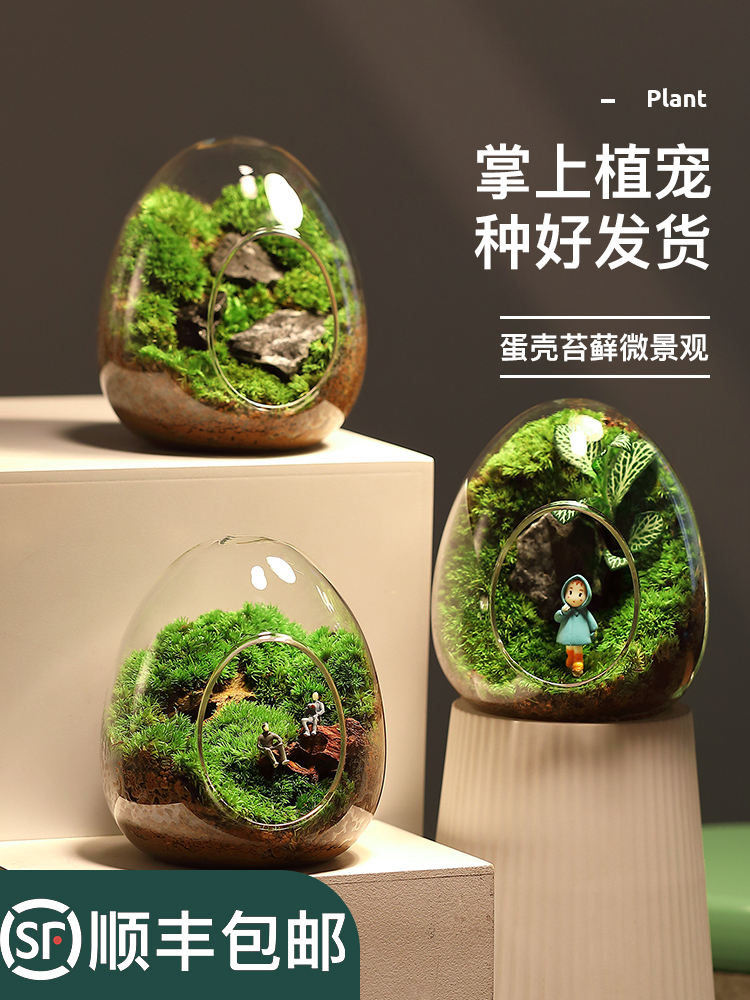 苔藓微景观生态瓶青苔造景创意玻璃小