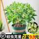 夜来香花树苗盆栽九里香花卉室内阳台驱蚊绿植物鲜花四季开花好养