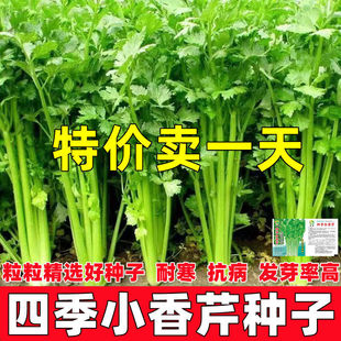 四季小香芹菜芹菜种子四季易播种实心小香芹种子本地春季蔬菜种子