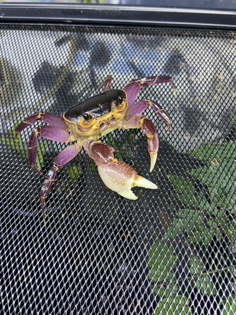 府城海南溪蟹紫色系原生易养淡水观赏雨林缸展示宠物新手螃蟹包邮