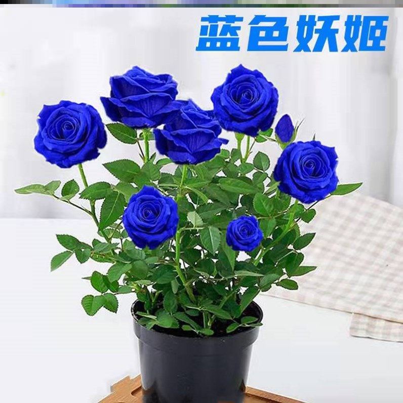 蓝色妖姬盆栽蓝玫瑰真花苗带花苞室内观赏花卉花盆四季绿植好养活
