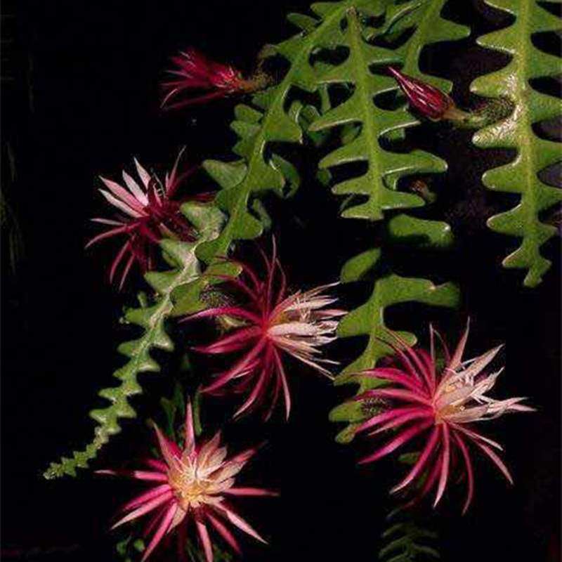 昙花令箭科室鱼骨荷花多肉植物卷叶锯齿仙人掌绿植