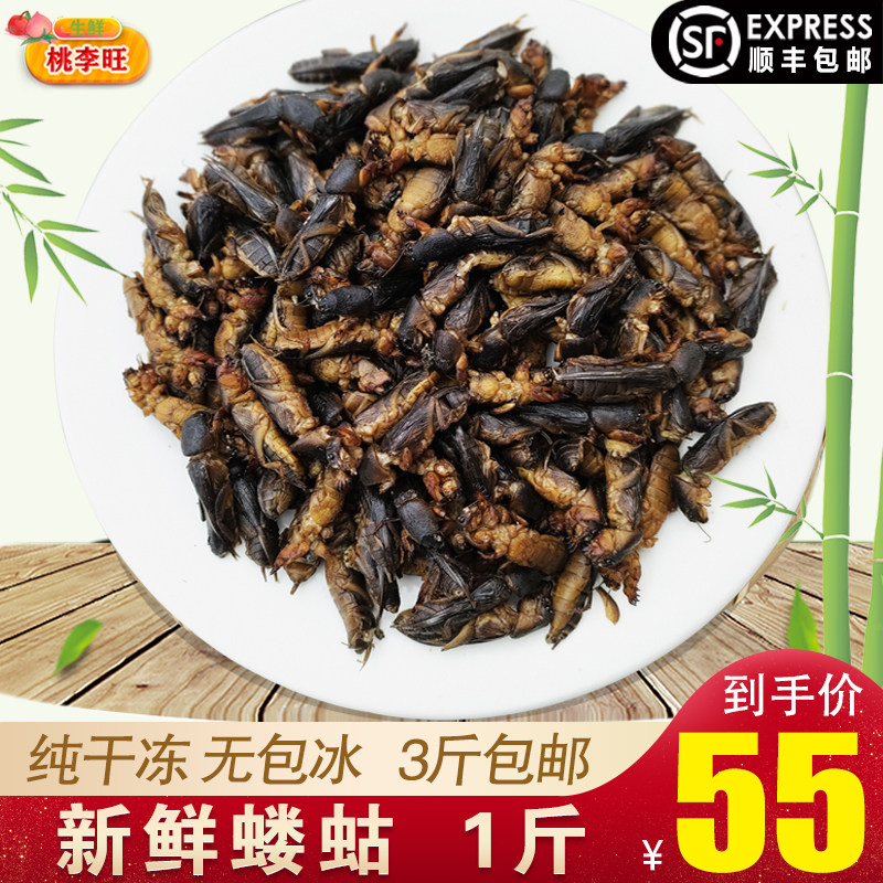 【特级】广西野生新鲜活蝼蛄速冻土狗地狗蝲蝲蛄五谷虫中药材500g