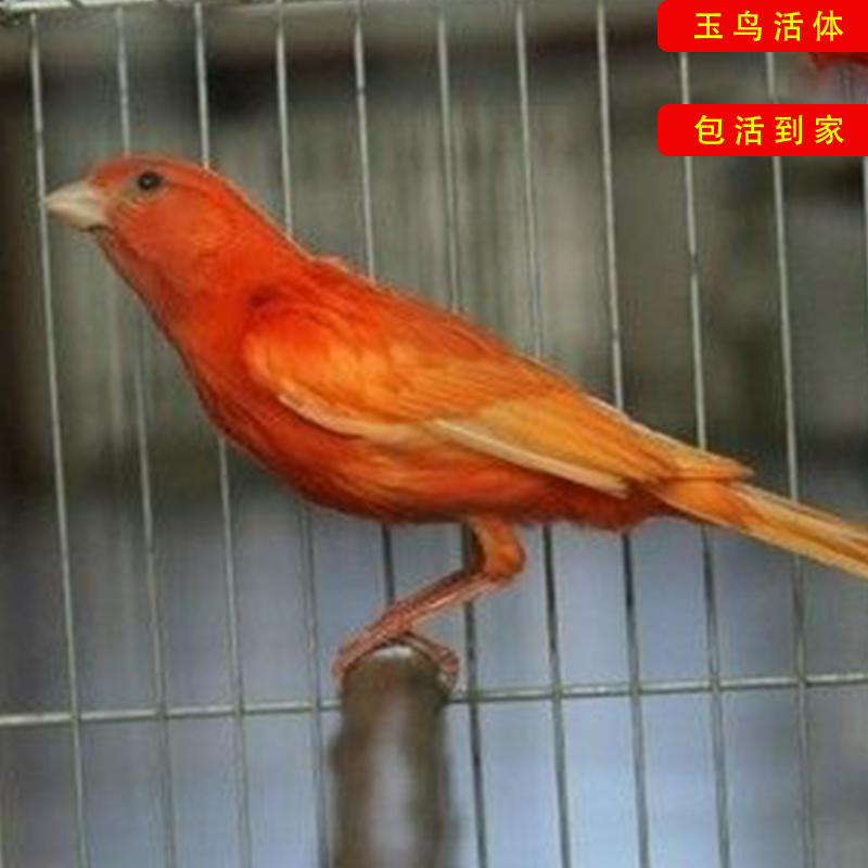 黄红玉黄玉芙蓉鸟小型笼养鸟一对白玉鸟鸣成年珍珠鸟玉鸟活体优惠券