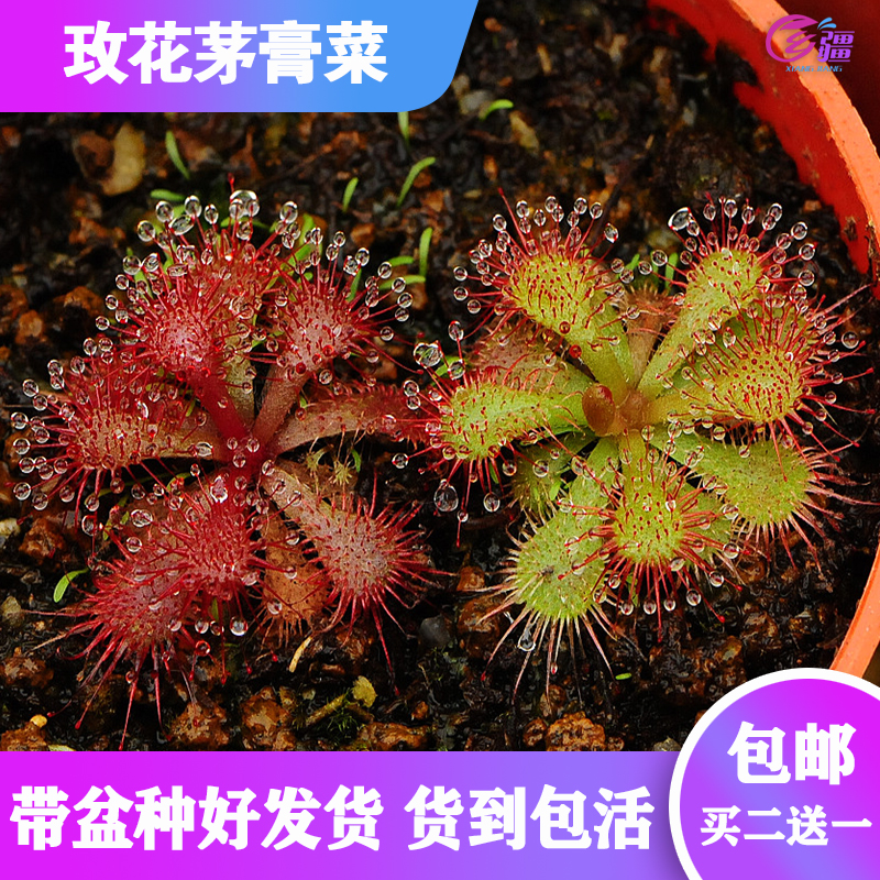 基地直销【玫花茅膏菜】食虫植物捕蝇