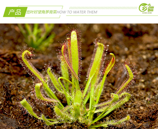 基地直销【宽叶好望角茅膏菜】食虫植物捕蝇草驱蚊草多肉绿植盆栽